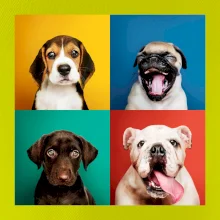 Psi štěňata koláž