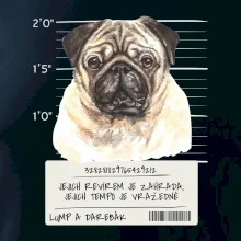 Lump a darebák mopsík