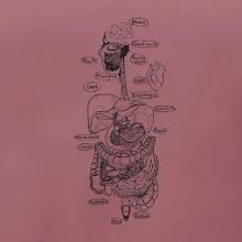 Skica lidských orgánů