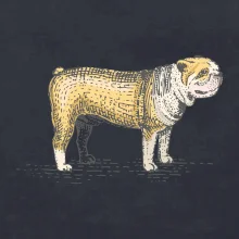Vintage bulldog