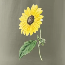 Slunečnice otočená