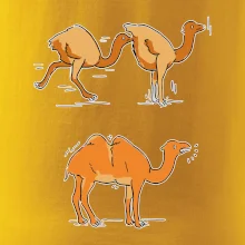 Pravda o velbloudech