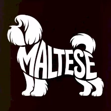 Maltézský psík nápis v těle