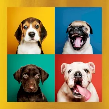 Psi štěňata koláž