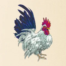 Kohout kreslený bílý