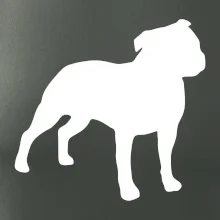 Americký stafordširský teriér  Na prsu