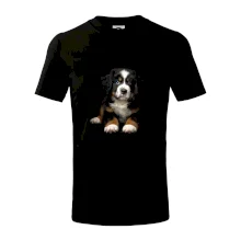 Bernský salašnický pes štěně černá fotka