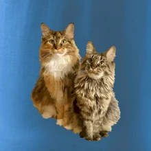 Kočky vectorizované  (Moňas)