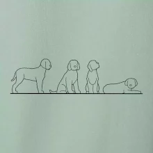 Lagotto romagnolo postavy linka