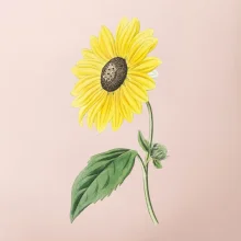 Slunečnice otočená