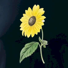 Slunečnice otočená