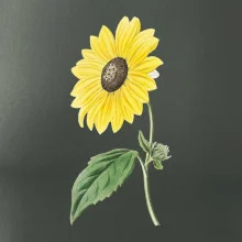 Slunečnice otočená