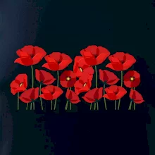 Vlčí mák v řadě