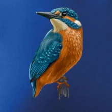 Lednáček kreslený