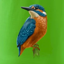 Lednáček kreslený