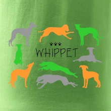 Whippet barevný