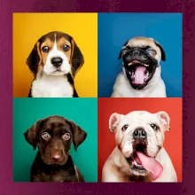 Psi štěňata koláž