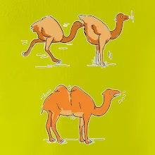 Pravda o velbloudech