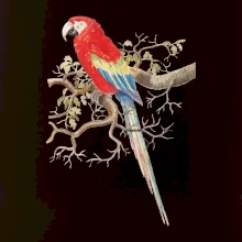 Papoušek na listnatém stromě