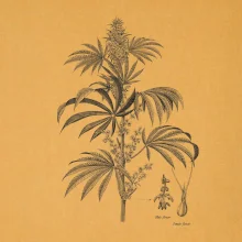 Konopí kytka černobílá