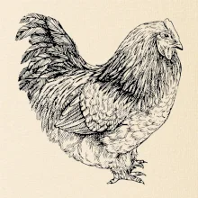 Slepice černobílá