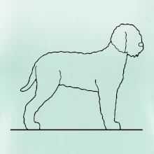 Lagotto romagnolo stojící