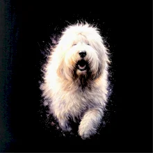 Obrázek polotón Bobtail běžící