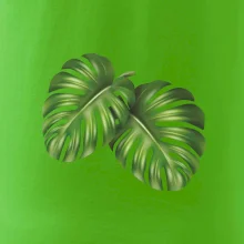 Monstera - dva listy