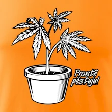 Konopi prostě pěstuju