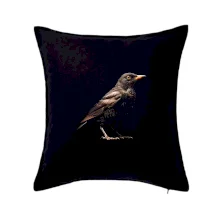 Kos černý černá fotka