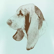 Basset - kreslená hlava