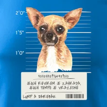 Lump a darebák čivava