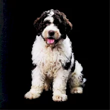 Lagotto romagnolo fotka ve tmě