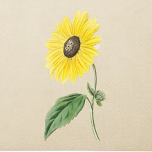 Slunečnice otočená