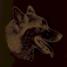 Husky - hlava z boku