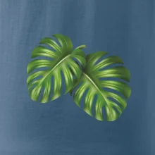 Monstera - dva listy Monstera - dva listy