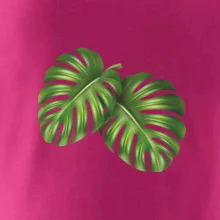 Monstera - dva listy