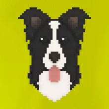 Border kolie Pixel