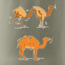 Pravda o velbloudech