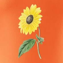 Slunečnice otočená