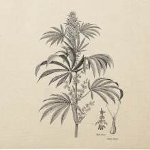 Konopí kytka černobílá