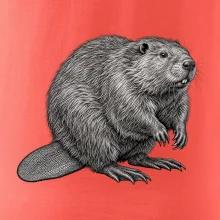Zvířata Šumavy – Bobr evropský