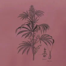 Konopí kytka černobílá