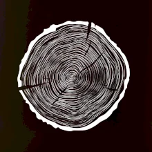 Letokruhy 55 bez věku