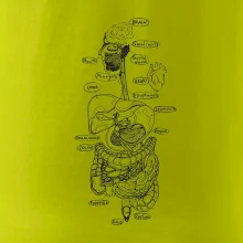 Skica lidských orgánů