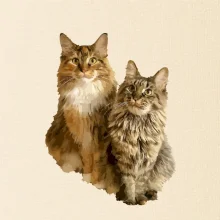 Kočky vectorizované  (Moňas)