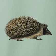 Ježek kresba