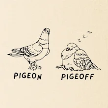Pigeon pigeoff