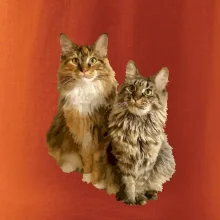 Kočky vectorizované  (Moňas)