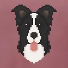 Border kolie Pixel